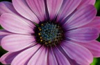 Gerbera Gerbera