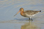Pittima reale (Limosa limosa) Pittima reale (Limosa limosa)