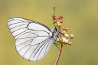 Aporia crataegi Aporia crataegi
