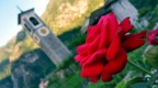 Red Rose Red Rose