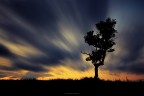 l'albero... è il più grande successo della natura l'albero... è il più grande successo della natura