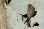 Falco Della Regina Falco Della Regina
