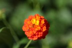 fiore fiore