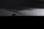 Horse Horse