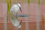 Garzetta (Egretta garzetta)