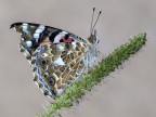 vanessa cardui vanessa cardui