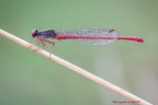 "Linee e forme " (Pyrrhosoma nymphula "Linee e forme " (Pyrrhosoma nymphula