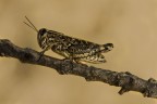 Cavalletta Cavalletta