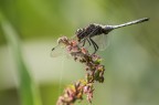 La predatrice La predatrice