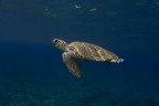 Caretta caretta Caretta caretta