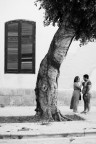 l'albero storto l'albero storto