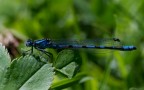 Calopteryx Splendens Calopteryx Splendens
