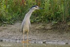 Nitticora(Nycticorax nycticorax)
