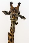 Giraffa Giraffa