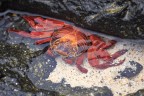 Granchio rosso delle rocce