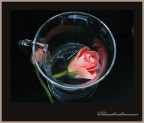 le rose le rose