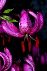 Fucsia Fucsia