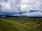 Quebec wineyard