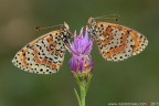 Melitaea didyma (Esper, 1779) (Lepidoptera - Nymphalidae)

Canon EOS 7D + Sigma 180mm f/3.5 EX DG HSM Macro

Suggerimenti e critiche sempre ben accetti
[url=http://www.rossidaniele.com/HR/_MG14248copia-mdc-1500.jpg]Versione HR[/url]