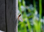 Piccola libellula Piccola libellula