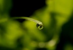 verde riflesso verde riflesso