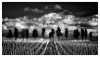 DarkTrees DarkTrees