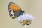 Coenonympha arcania