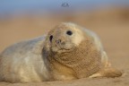 Grey Seal