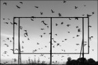 Fly Fly