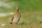 Torcicollo (Jynx torquilla) Torcicollo (Jynx torquilla)
