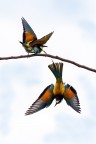 Picchiata Picchiata