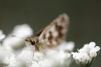 Non faccio foto di fiori