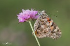 Vanessa cardui Vanessa cardui