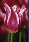 Tulipano Tulipano