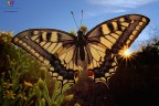 Papilio backlight....