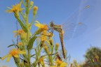 Sympetrum fonscolombii (Selys, 1840) Sympetrum fonscolombii (Selys, 1840)