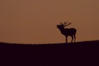 Bramito all'alba Bramito all'alba
