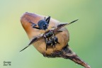 Diptera Diptera