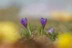 Crocus