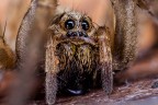 spider spider
