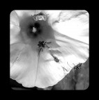 ALFIORECACCIADALFIORE