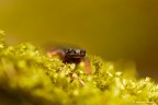 Salamandra dagli Occhiali Salamandra dagli Occhiali