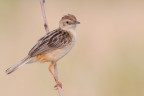 Beccamoschino - Zitting Cisticola Beccamoschino - Zitting Cisticola