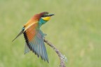 Gruccione - Bee-eater Gruccione - Bee-eater