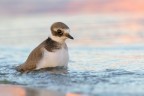 Corriere Grosso - Common Ringed Plover Corriere Grosso - Common Ringed Plover