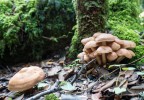 funghi