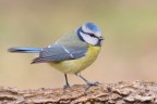 Cinciarella - Blue tit Cinciarella - Blue tit