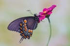 Papilio troilo Papilio troilo