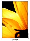 Backlight