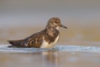 Ruddy Turnstone - Voltapietre Ruddy Turnstone - Voltapietre